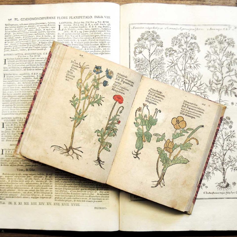 Il patrimonio “clausus” dell'Orto Botanico: le collezioni conservate nella sezione storico-botanica